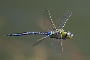 Anax imperator